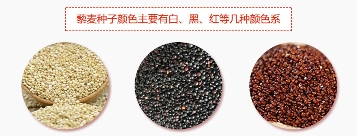 藜麥種子顏色主要有白、黑、紅等幾種顏色係，營養成分相差不大，其中白色口感好，黑、紅色口感相對差些，籽粒也較小。