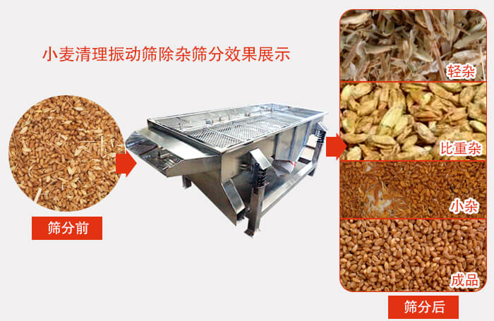 小麥清理麻豆免费版免费下载小麥篩分效果展示圖可同時篩分出輕雜，比重雜，小雜，成品等四個等級。
